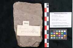 Foto (Objekt + Etikett) von Laurus phoeboides Ettingshausen (NHMW-GEO-2024-0188-7992)